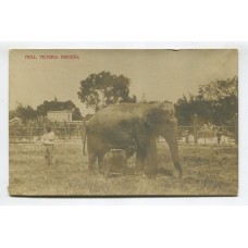 CIUDAD DE BUENOS AIRES ELEFANTE EN EL ZOOLOGICO ANTIGUA TARJETA POSTAL